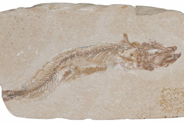Bargain, Cretaceous Fossil Fish - Lebanon #218828